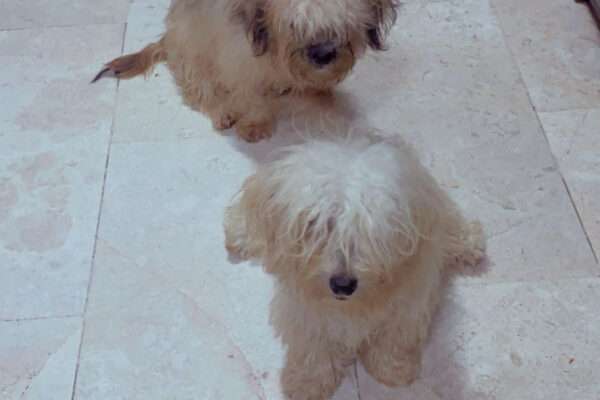 Caniches femelles 5 mois